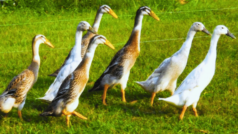 H5N9 Bird Flu Outbreak In duck Poultry Farm In California US