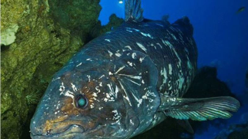 Rare Animal Species You’ve Never Seen Before
