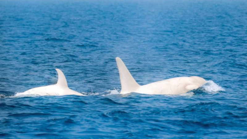 Rare Animal Species You’ve Never Seen Before