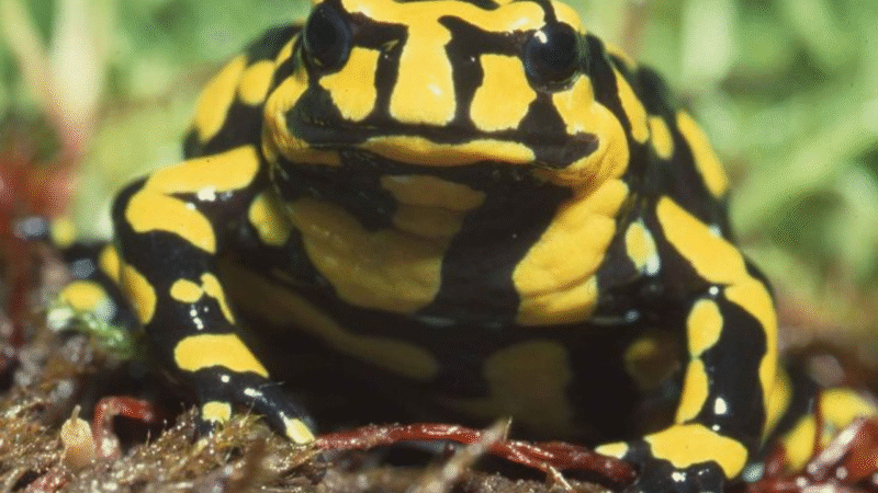 Rare Animal Species You’ve Never Seen Before