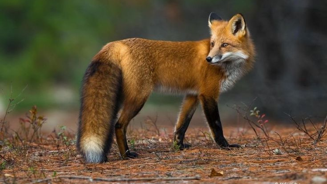 赤狐的秘密生活