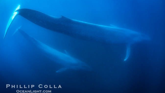 蓝鲸:海洋中的温柔巨人