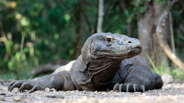 科莫多巨蜥:岛屿上的远古捕食者