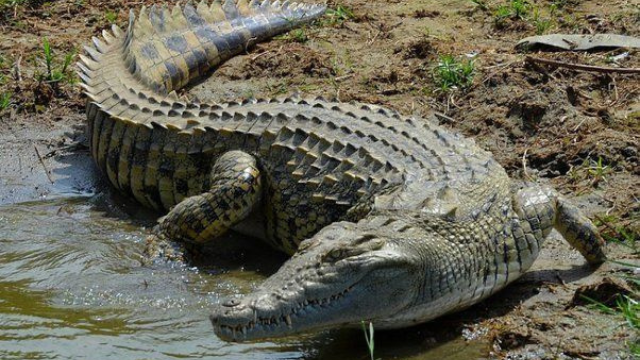 鳄鱼:自恐龙时代以来的生存者