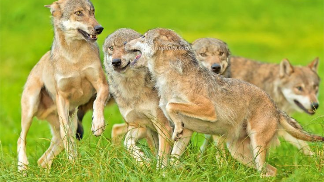 狼群故事:从幼崽到首领