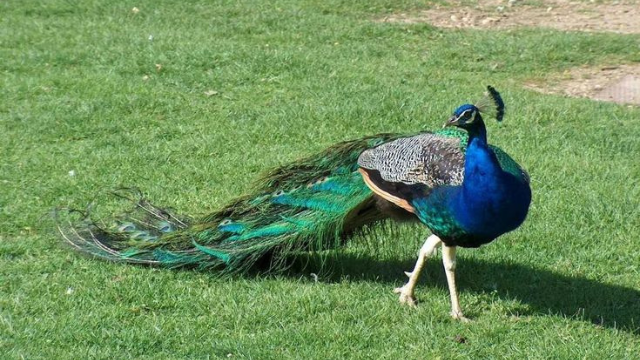 孔雀:羽毛中的大自然舞者