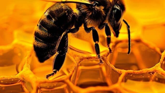 蜜蜂:微小生命,巨大影响