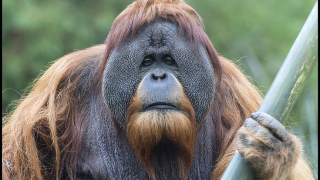 猩猩:森林里的智者