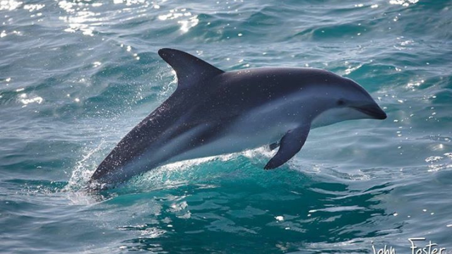 海豚:海洋中的顽皮天才