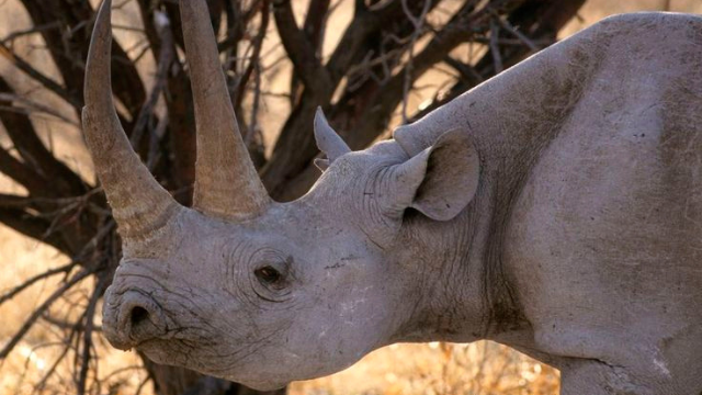 犀牛:力量之角,生存之争