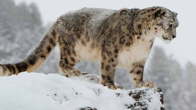 雪豹日记:山之幽灵