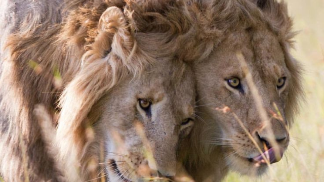 狮子王国:草原上的生命、爱情与领导力