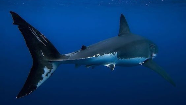 大白鲨:海洋的顶级捕食者