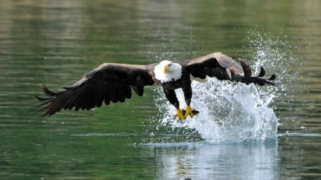 从蛋到鹰:白头鹰的翱翔传奇