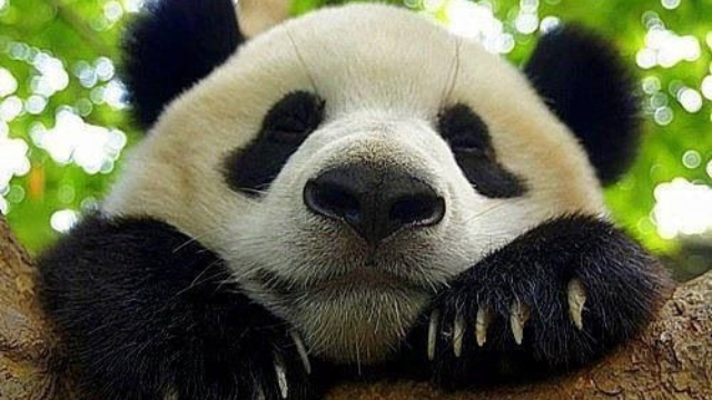 大熊猫:竹林守护者