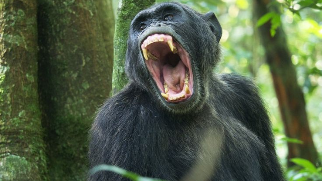 黑猩猩:我们最亲近的野生亲戚