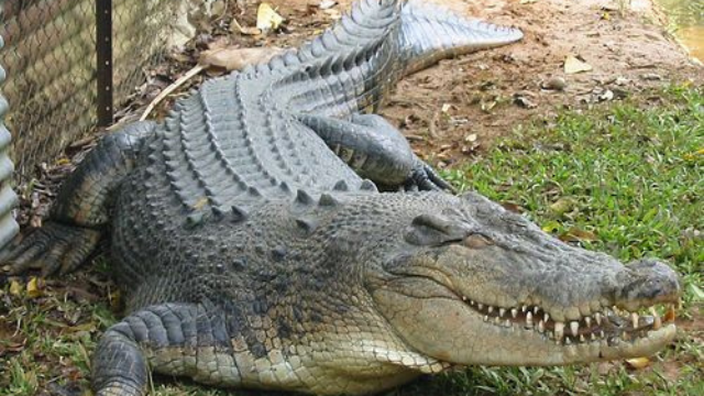 鳄鱼:自恐龙时代以来的生存者