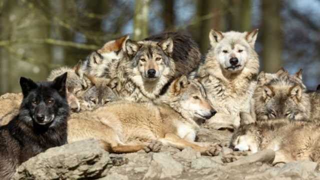 狼群故事:从幼崽到首领