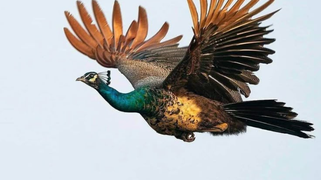 孔雀:羽毛中的大自然舞者