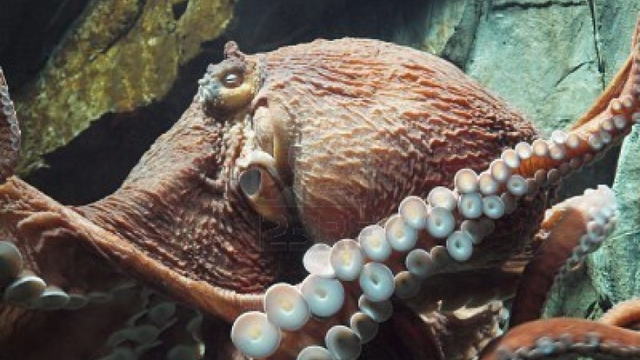 章鱼探秘:伪装大师