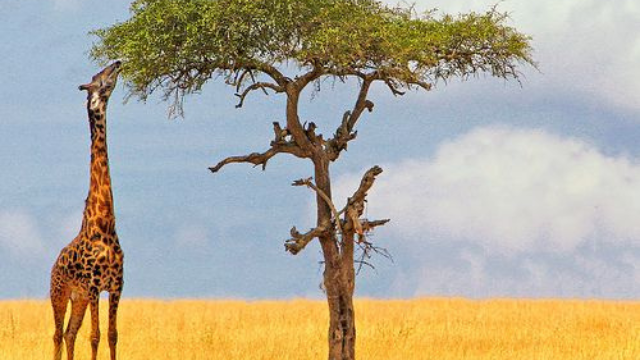 长颈鹿:高树之间的生活
