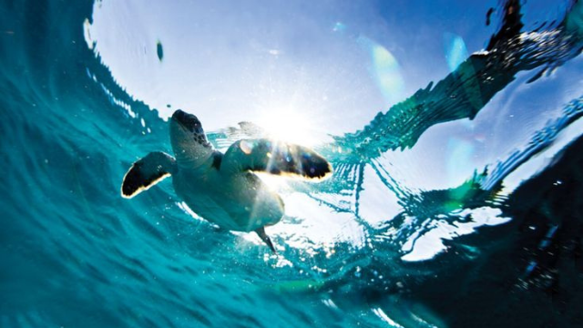 从稚龟到深海旅者:海龟的生命之旅