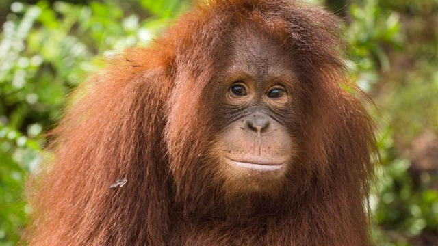 猩猩:森林里的智者