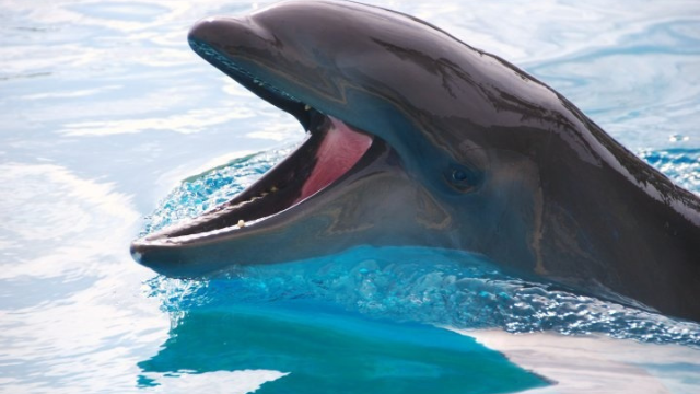 海豚:海洋中的顽皮天才