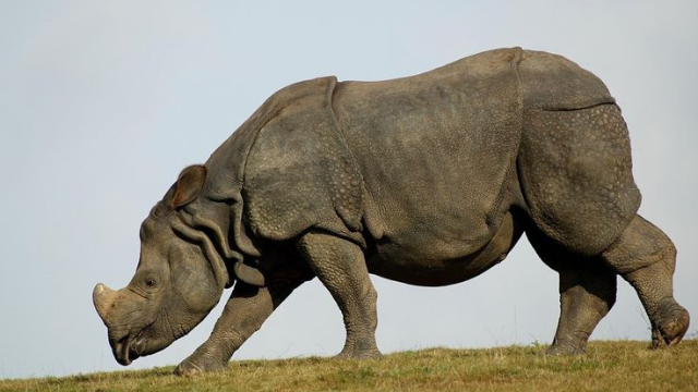 犀牛:力量之角,生存之争