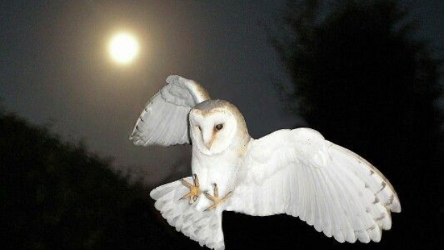 猫头鹰:夜晚的无声猎手