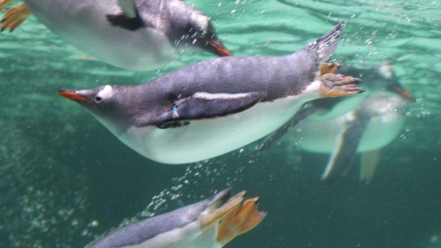 企鹅:冰与海之间的生活