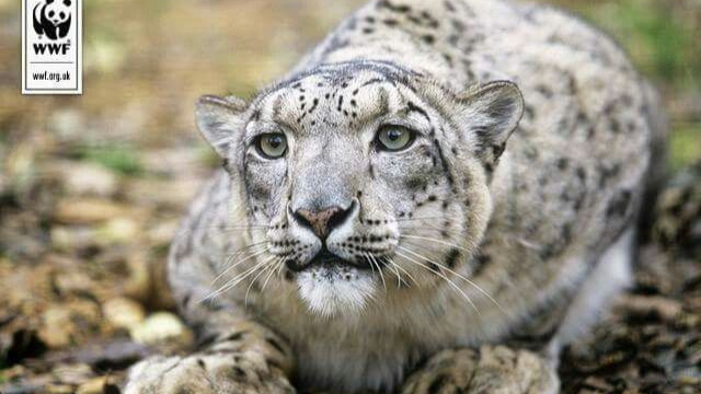 雪豹日记:山之幽灵