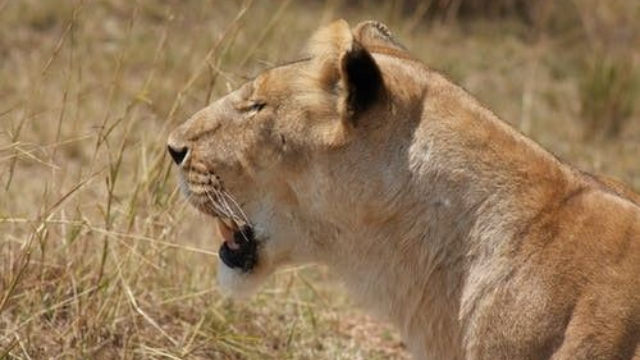 狮子王国:草原上的生命、爱情与领导力