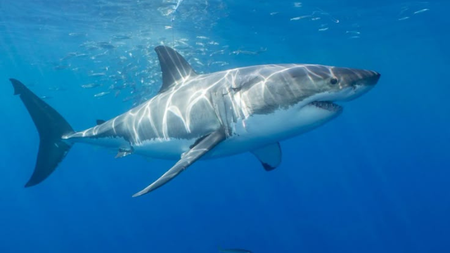 大白鲨:海洋的顶级捕食者