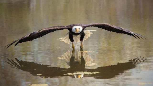 从蛋到鹰:白头鹰的翱翔传奇