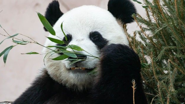 大熊猫:竹林守护者