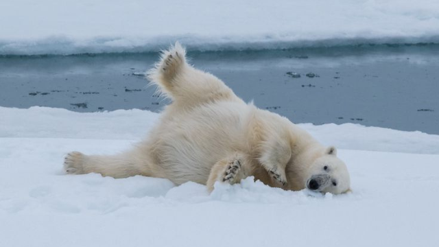 北极熊:融化冰上的生命