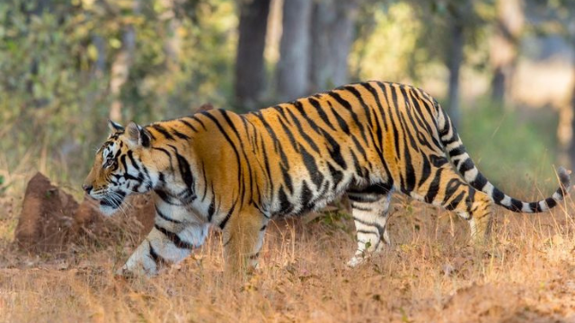 孟加拉虎的一生:从诞生到最后的咆哮