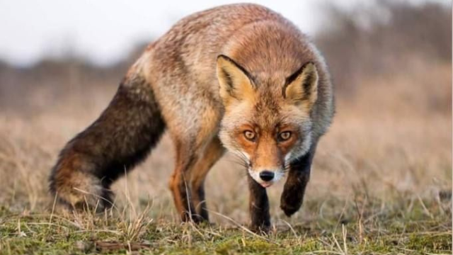 赤狐的秘密生活