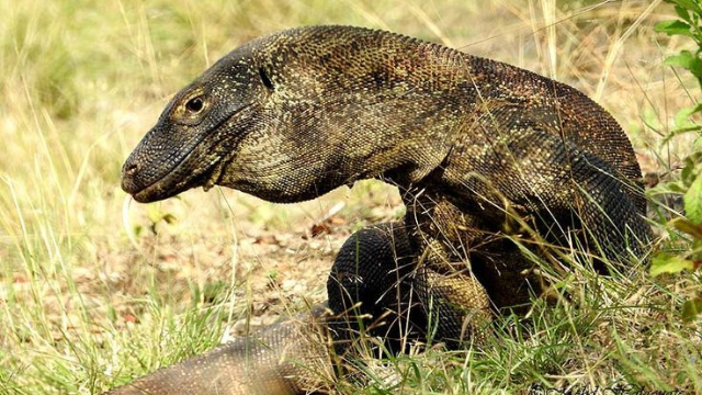 科莫多巨蜥:岛屿上的远古捕食者