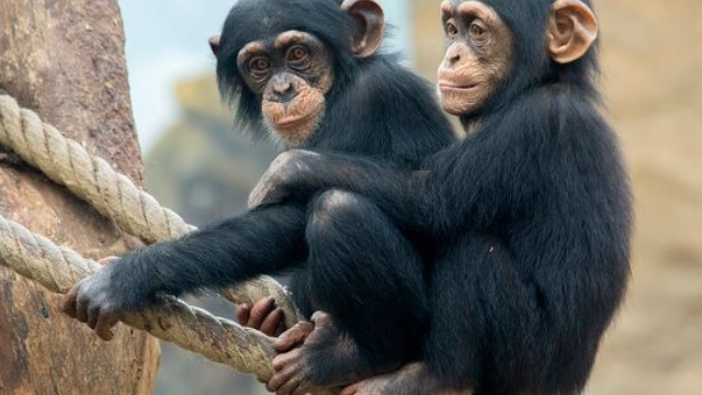 黑猩猩:我们最亲近的野生亲戚
