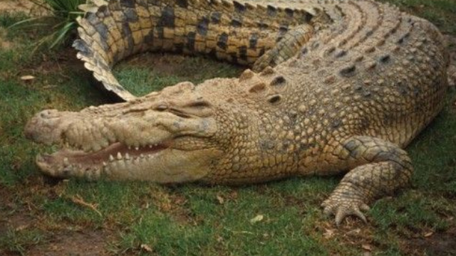 鳄鱼:自恐龙时代以来的生存者