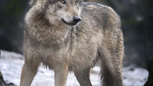 狼群故事:从幼崽到首领