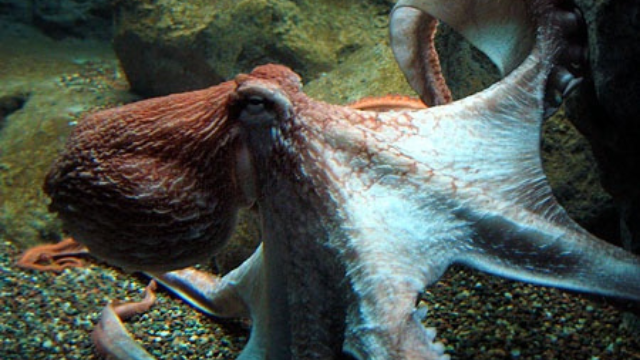 章鱼探秘:伪装大师