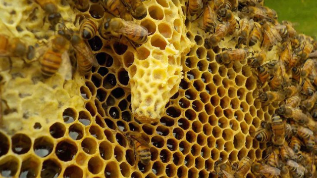 蜜蜂:微小生命,巨大影响