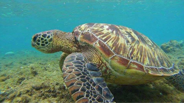从稚龟到深海旅者:海龟的生命之旅