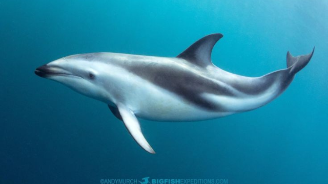 海豚:海洋中的顽皮天才