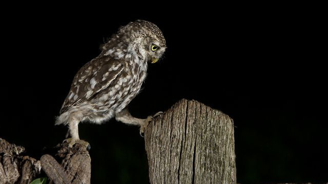 猫头鹰:夜晚的无声猎手