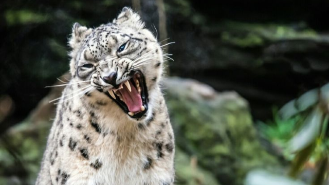 雪豹日记:山之幽灵