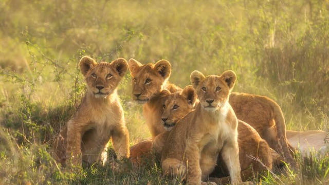 狮子王国:草原上的生命、爱情与领导力